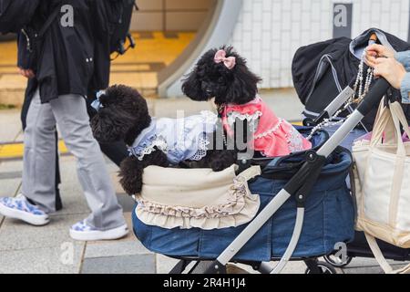 Bild einer Frau, die einen Kinderwagen mit zwei Hunden in Tokio, Japan, schubst Stockfoto
