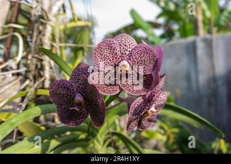 Die Vanda Kulvadee Fragance Black blüht im Garten Stockfoto