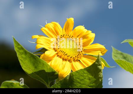 Bienen und Sonnenblumen im Morgenlicht Stockfoto