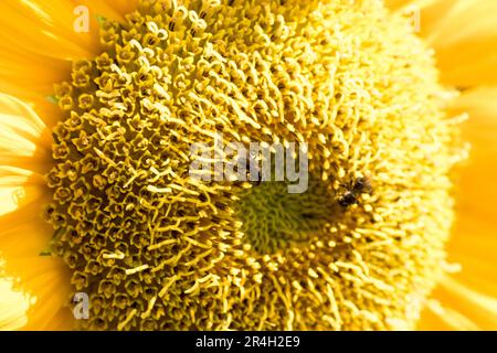 Bienen und Sonnenblumen im Morgenlicht Stockfoto