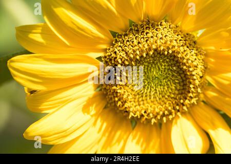 Bienen und Sonnenblumen im Morgenlicht Stockfoto