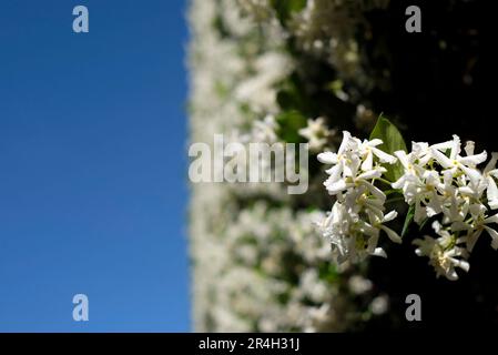 Weiße Blumen an einer Wand vor einem blauen Himmel Stockfoto