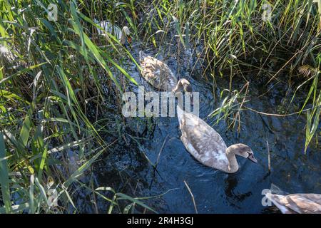 Schwäne mit Küken in der Ostsee-Lagune im Herbst. Yantarny. Region Kaliningrad. Russland Stockfoto