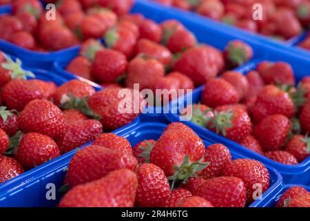 Köstliche saftige rote Erdbeeren in blauen Kunststoffbehältern in einem Gemüsehändler. Konzentrier dich auf die Erdbeere vorne Stockfoto