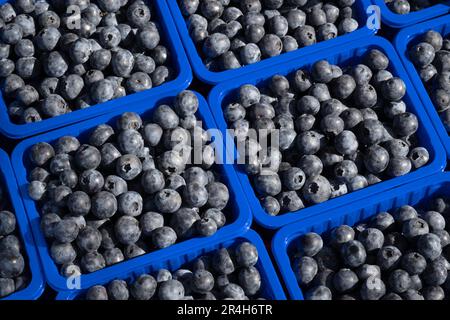 Köstliche saftige, frisch gepflückte dunkle Blaubeeren in blauen Kunststoffbehältern in einem Gemüsehändler Stockfoto