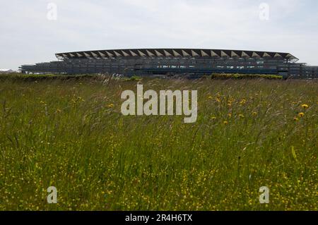Ascot, Berkshire, Großbritannien. 28. Mai 2023. Ein Paradies für Wildtiere mit langem Gras und wilden Blumen auf der Heide in Ascot mit Blick auf die Ascot Grandstand. Nur noch 22 Tage bis zum Royal Ascot sind die Vorbereitungen auf der Ascot Rennbahn für Royal Ascot im nächsten Monat gut angelaufen. Der Gesamtpreis von Ascot für Royal Ascot in diesem Jahr beläuft sich auf 9.520.000 Pfund. Dies ist das erste Jahr im Royal Ascot seit dem Tod der verstorbenen Königin Elizabeth II Kredit: Maureen McLean/Alamy Live News Stockfoto