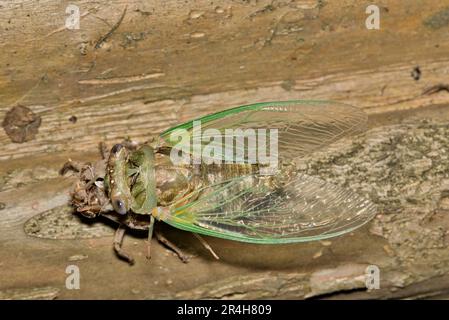 Cicada, die nachts aus einer Exvia-Muschel auf einem Crepe Myrtle Baum in Houston, TX, auftaucht. Gemeine laute Insekten, die in den wärmeren Monaten weltweit zu finden waren. Stockfoto