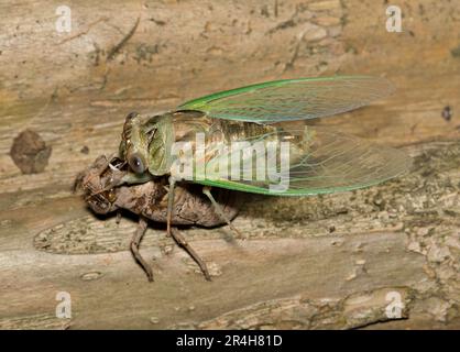 Cicada, die nachts aus einer Exvia-Muschel auf einem Crepe Myrtle Baum in Houston, TX, auftaucht. Gemeine laute Insekten, die in den wärmeren Monaten weltweit zu finden waren. Stockfoto