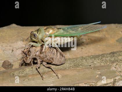 Cicada, die nachts aus einer Exvia-Muschel auf einem Crepe Myrtle Baum in Houston, TX, auftaucht. Gemeine laute Insekten, die in den wärmeren Monaten weltweit zu finden waren. Stockfoto