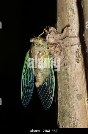 Cicada, die nachts aus einer Exvia-Muschel auf einem Crepe Myrtle Baum in Houston, TX, auftaucht. Gemeine laute Insekten, die in den wärmeren Monaten weltweit zu finden waren. Stockfoto