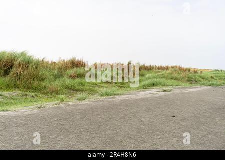 Green Kash oder Kans Grasfeld (Saccharum Spontaneum) Stockfoto
