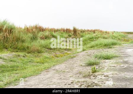 Wunderschönes Kans Gras oder kash Tree mit wolkigem Himmel. Kashful, Kans Gras oder Saccharum Spontaneum Stockfoto