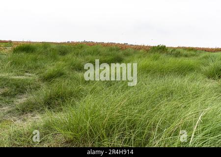 Wunderschönes grünes Kans Gras kash Phool (in bengalischer Sprache). Schönes Kans Gras oder kash Field mit bewölktem Himmel Stockfoto