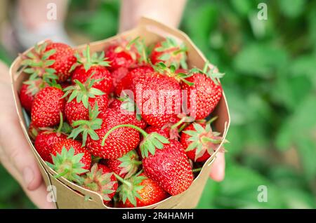 Karton mit frischen Erdbeeren in den Händen einer älteren Frau. Selbst gezüchtete Erdbeeren Stockfoto