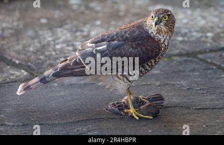 Nahaufnahme des Sperber-Wawk (Accipiter nisus)-Greifvogels mit einem gefangenen Seifenpfeil (Passer) in seinen Krallen, Schottland, Großbritannien Stockfoto