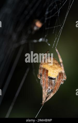 Ausblenden der gelben Spinne auf der Nahansicht mit einem grellen Hintergrund Stockfoto