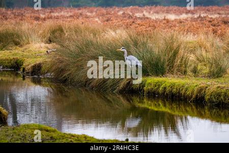 Alarm Grey Heron, Ardea cinerea, am Flussufer, Bushy Park, London, England, Vereinigtes Königreich Stockfoto