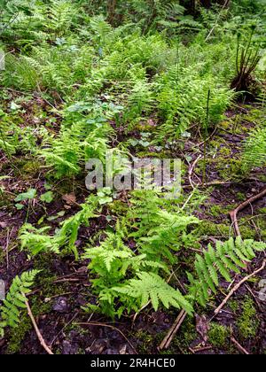 Marsh Fern Thelypteris palustris wächst in feuchten Fenwäldern auf den Somerset Levels bei Shapwick Heath UK Stockfoto