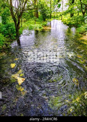 LYD Brunnen die versteckte Wasserquelle der Themse, die aus unterirdischen Grundwasserleitern in den Cotswold Hills bei Kemble in Gloucestershire UK austritt Stockfoto