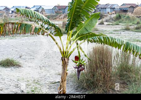 Nahaufnahme des Bananenbaums mit einem Haufen reifer Bananen und einem armen Inseldorf. Musa acuminata, Musa balbisiana, Musa paradisiaca Stockfoto