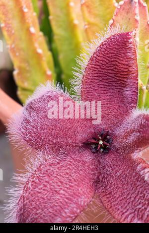 Blühende exotische Stapia afrikanische Seesterne blühen im Topf aus nächster Nähe Stockfoto