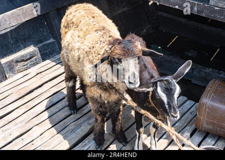 Ein schwarz-weiß geflecktes Schaf und eine schwarze Ziege stehen mittags im Sommer isoliert auf einem Holzboot Stockfoto