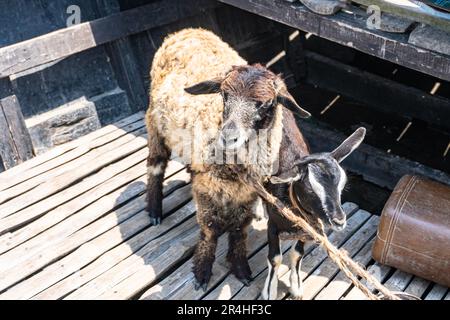 Schwarz-weiß gefleckte Schafe, die im Sommer mittags keuchten Stockfoto