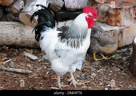 Leichter Sussex-Hahn. Stockfoto