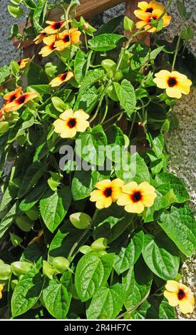 Schwarze-Augen-Susan. Thunberga Alata Stockfoto