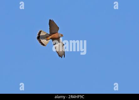 Männlicher Erwachsener von Lesser Kestrel (Falco naumanni) im Flug Coto Donana, Andalusien, Spanien Mai Stockfoto