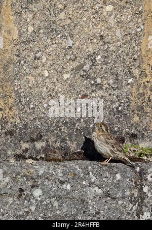 Rock Sparrow (Petronia petronia), Erwachsener auf der Brücke in Ronda Ronda, Andalusien, Spanien April Stockfoto