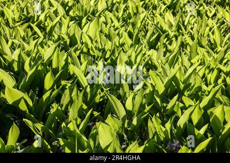 Das Maiglöckchen Stockfoto