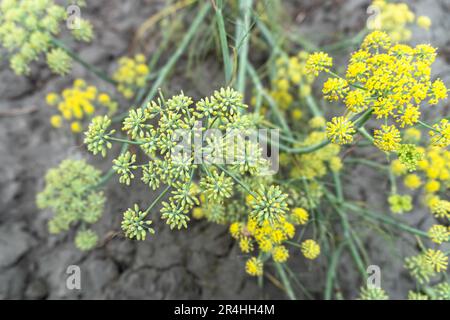 Blühender Dillgarten oder stinkender Dilch (Anethum graveolens). Jahreskraut, Familie Apiaceae. Frische Kräuter anbauen. Grüne Pflanzen im Garten, ökologische Landwirtschaft Stockfoto