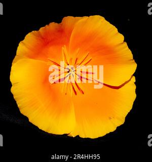 Nahaufnahme einer orangefarbenen kalifornischen Mohnblume auf schwarzem Hintergrund Stockfoto
