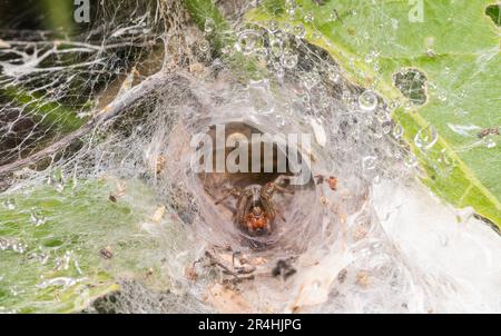 Hogna radiata grosse haarige Wolfsspinne im Tunnelnetz Stockfoto