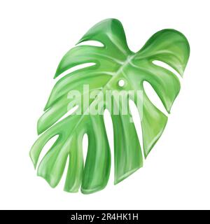 Aquarelle Monstera-Blätter isoliert auf weißem Hintergrund. Handgezeichnete Illustration für Design Stockfoto