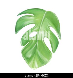 Monstera tropische Blätter auf weiß isoliert. Aquarelldarstellung für Design Stockfoto