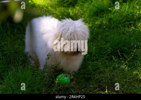 Foto eines Hundes aus Coton de Tulear in der Natur mit seinen Besitzern Stockfoto