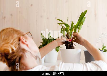 Eine Frau mit grünen Pflanzen und weißem Topf. Table Home Sammlung verschiedene Sukkulenten. Topfpflanze Stockfoto