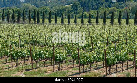 Frische grüne Frühlingsweinblätter auf dem Weinberg Napa Valley. Stockfoto