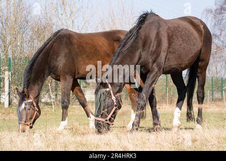 Zwei braune Pferde mit Fliegenschutz im Gesicht, die im Frühling auf der Wiese grasen Stockfoto