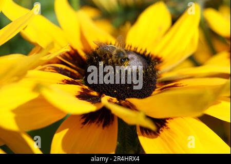 Eine Biene auf einer gelben Blume. Eine Biene befruchtet eine Blume. Stockfoto