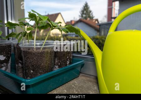 Im Frühjahr werden Gurkenkeimlinge auf der Fensterbank mit einer Wasserdose an der Seite angebaut Stockfoto