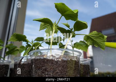 Junge Gurkenkeimlinge auf der Fensterbank im Frühling Stockfoto