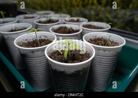 Grüne Tomatenkeimlinge in Bechern auf der Fensterbank Stockfoto
