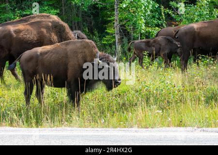 Wood Bison im Wood Bison Natinal Park, in den Northwest Territories und Alberta, Kanada Stockfoto