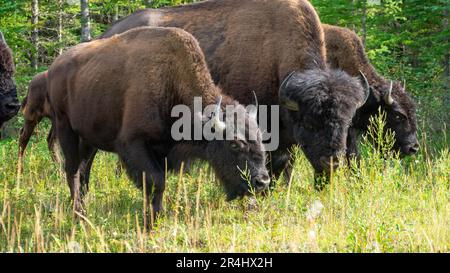 Wood Bison im Wood Bison Natinal Park, in den Northwest Territories und Alberta, Kanada Stockfoto