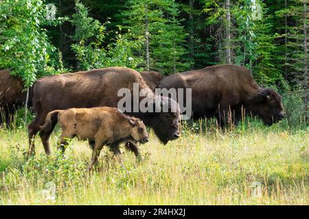 Wood Bison im Wood Bison Natinal Park, in den Northwest Territories und Alberta, Kanada Stockfoto