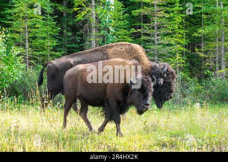 Wood Bison im Wood Bison Natinal Park, in den Northwest Territories und Alberta, Kanada Stockfoto