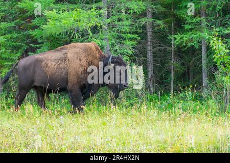 Wood Bison im Wood Bison Natinal Park, in den Northwest Territories und Alberta, Kanada Stockfoto